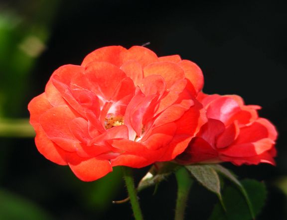 Zenaitta photo zen2013_08100057_zps00634daf.jpg